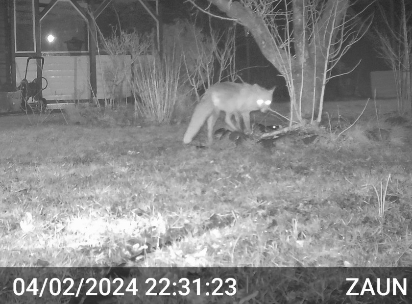 Fuchs